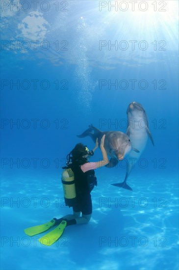 Scuba diver and Bottlenose Dolphins (Tursiops truncatus)