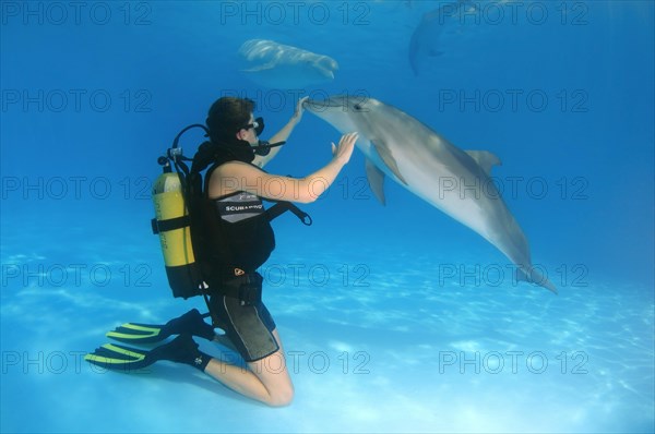 Scuba diver and a Bottlenose Dolphin (Tursiops truncatus)