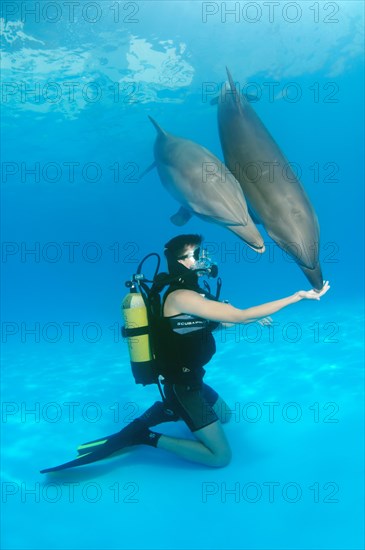 Scuba diver and Bottlenose Dolphins (Tursiops truncatus)