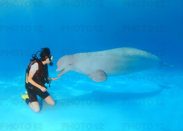 Beluga or White Whale (Delphinapterus leucas) and a scuba diver