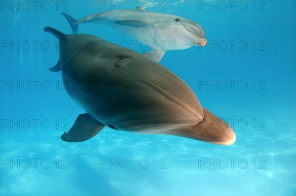 Bottlenose Dolphins (Tursiops truncatus)