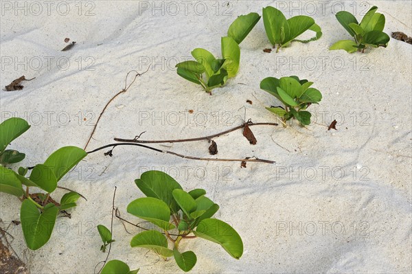 Beach Morning Glory (Calystegia soldanella) in the sand