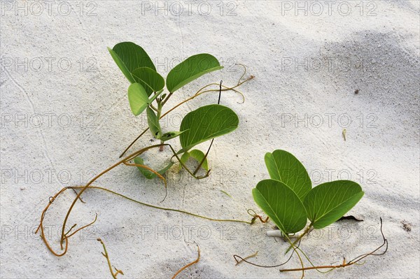 Beach Morning Glory (Calystegia soldanella) in the sand