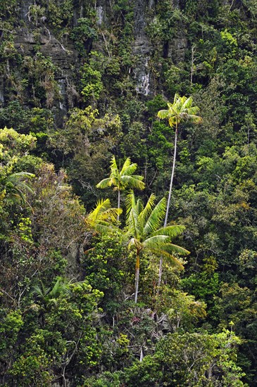 Coconut Palms (Cocos nucifera) on a steep cliff