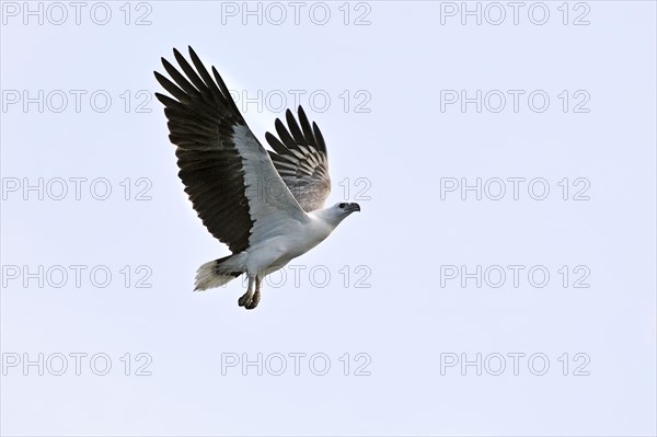 White-bellied Sea Eagle (Haliaeetus leucogaster)