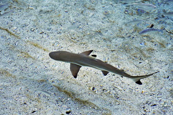 Blacktip Reef Shark (Carcharhinus melanopterus)