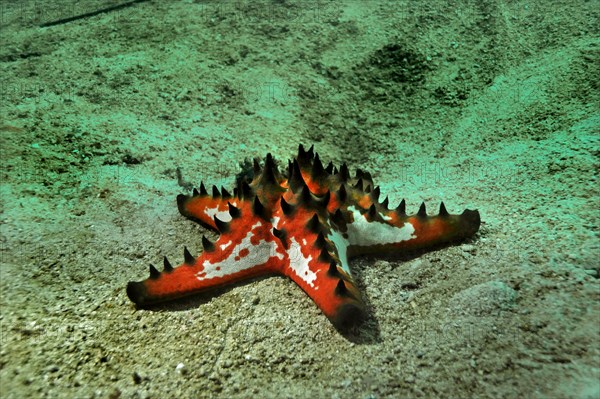 Knobbly Sea Star (Protoreaster nodosus)