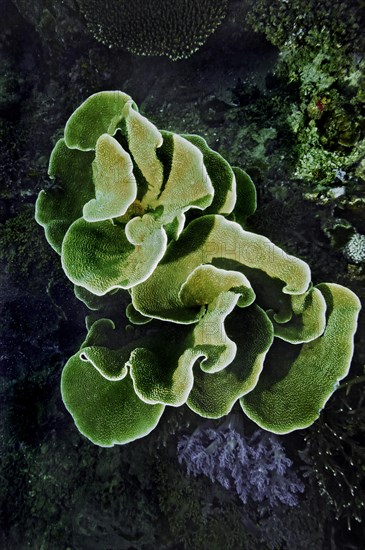 Small Polyp Stony Coral or Cabbage Coral (Montipora foliosa)