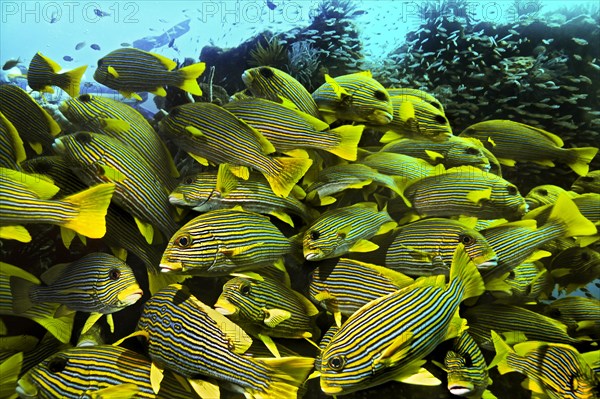 Ribboned Sweetlips (Plectorhinchus polytaenia)