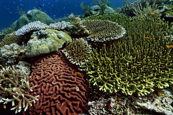 Various species of stony corals