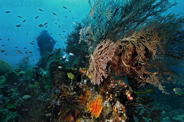 Sea Fans or Gorgonians (Scleraxonia)