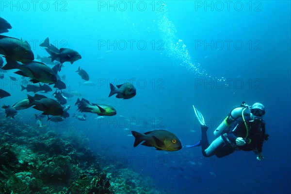 Midnight Snapper (Macolor macularis) and a scuba diver