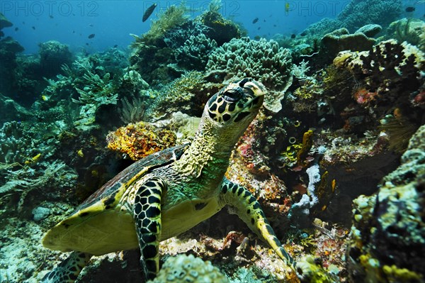 Green Sea Turtle (Chelonia mydas)