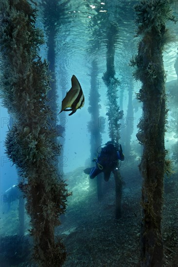 Longfin Batfish (Platax teira) under a jetty with a scuba diver