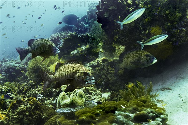 Blackspotted Sweetlips (Plectorhinchus gaterinus)