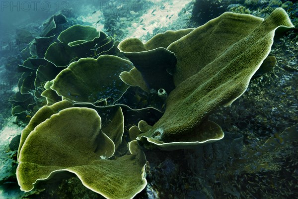 Velvet Corals (Montipora sp.)