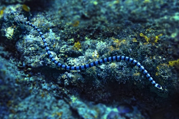 Colubrine Sea Krait