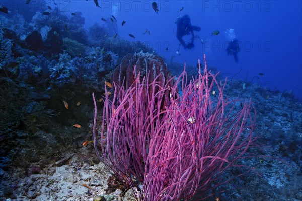 Sea Whips (Ella Ellis cercidia) with scuba divers