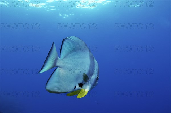 Longfin Batfish (Platax teira)