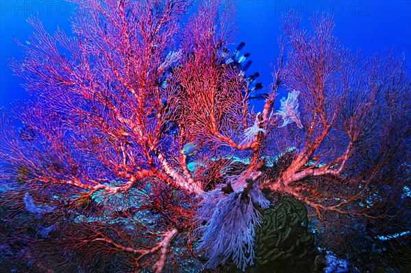 Sea Fans or Gorgonians (Scleraxonia)