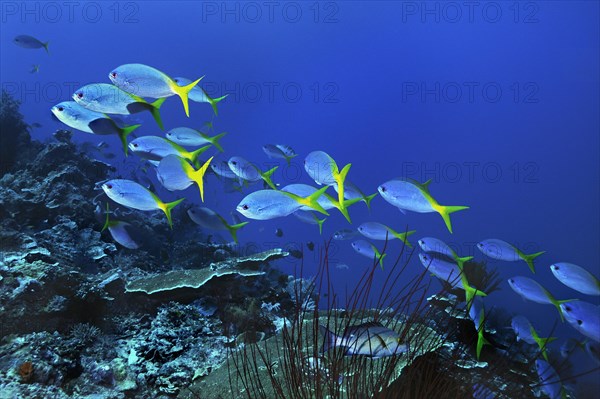 Yellow and Blueback Fusiliers (Caesio teres)