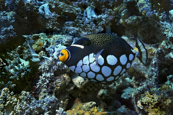 Clown Triggerfish or Bigspotted Triggerfish (Balistoides conspicillum)