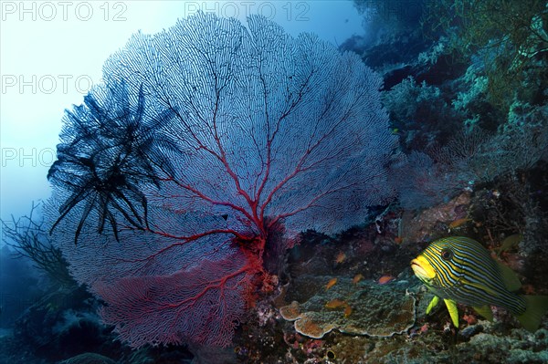 Gorgonian or Sea Fan (Scleraxonia) and Sea Lilies or Feather Stars (Crinoidea)