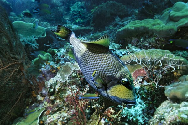 Titan Triggerfish or Moustache Triggerfish (Balistoides viridescens)