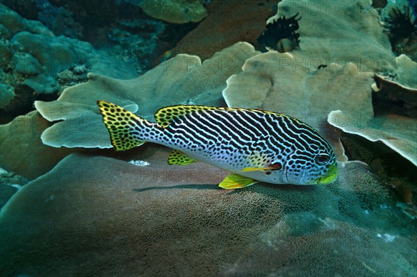 Diagonal-banded Sweetlips (Plectorhinchus lineatus)