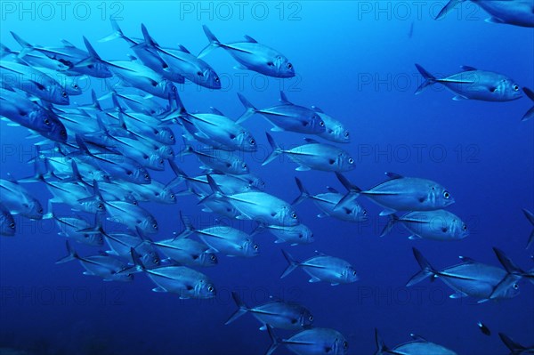 Black-throated Blue Trevally