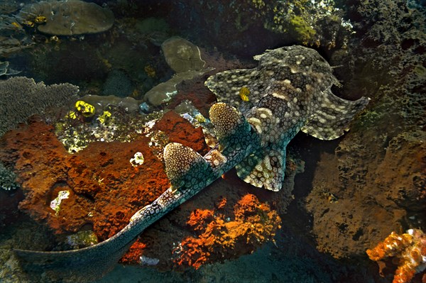 Tasselled Wobbegong (Eucrossorinus dasypogon)