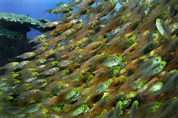 Pigmy Sweepers (Parapriacanthus ransonneti)