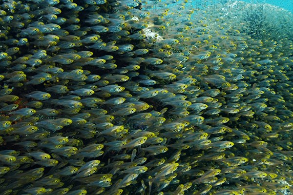 Pigmy Sweepers (Parapriacanthus ransonneti)