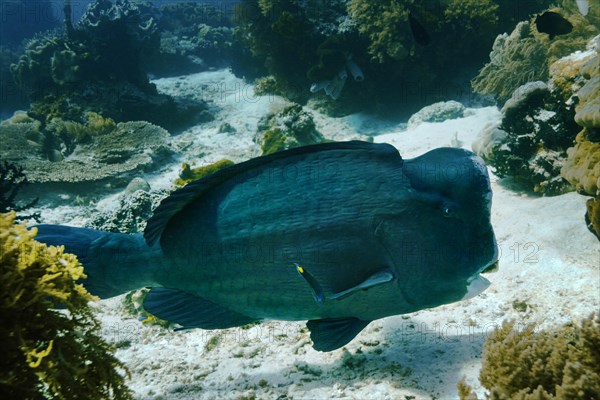 Green Humphead Parrotfish or Bumphead Parrotfish (Bolbometopon muricatum)