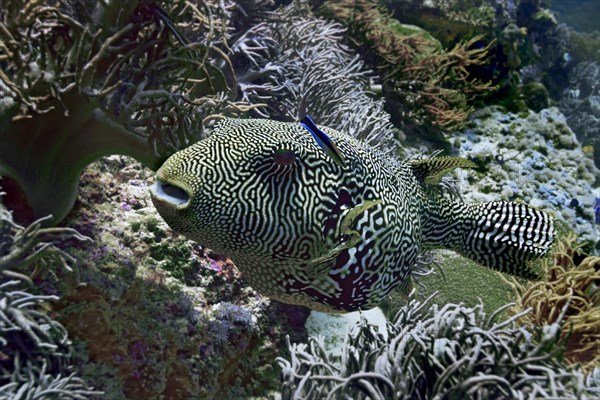 Map Puffer or Scribbled Puffer (Arothron mappa)