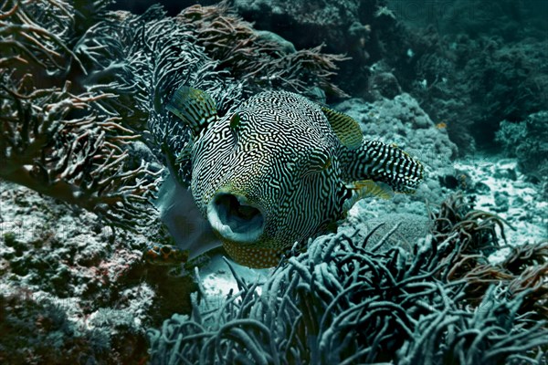 Map Puffer or Scribbled Puffer (Arothron mappa)