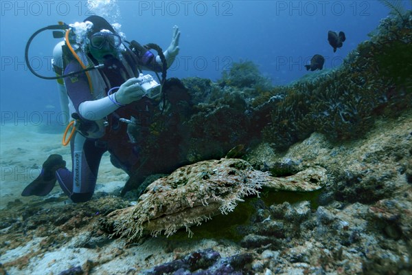 Tasselled Wobbegong (Eucrossorinus dasypogon) and a scuba diver