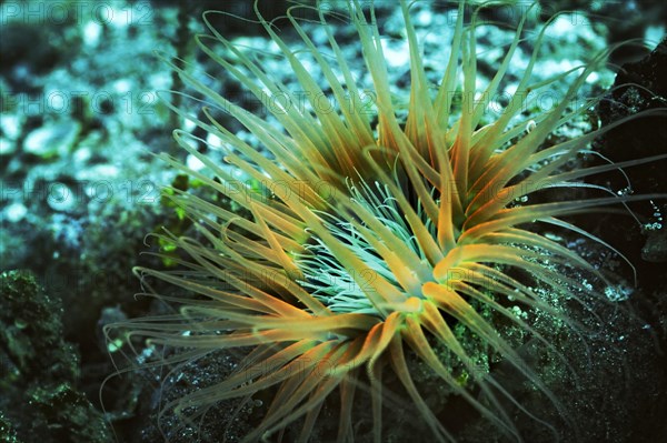 Tube-dwelling Anemone (Ceriantharia)