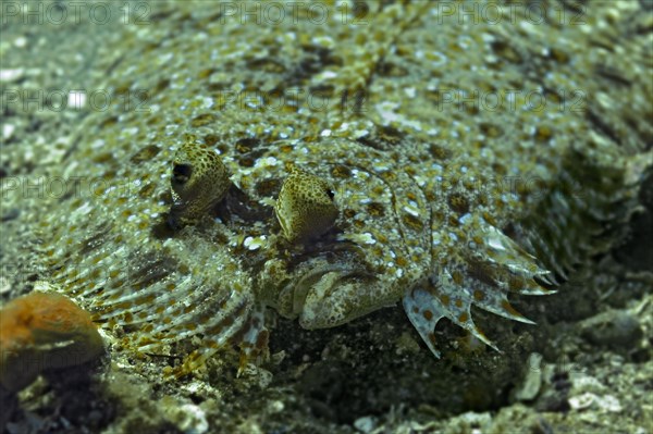 Wide-eyed Flounder (Bothus podas)