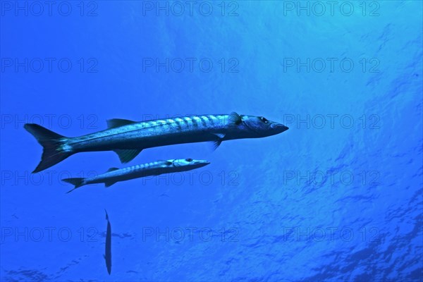 Great barracuda (Sphyraena barracuda)