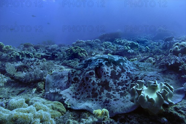 Round ribbontail ray (Taeniura meyeni)