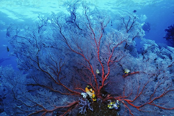 Annella mollis soft coral (Annella mollis) and sea squirts (Ascidiacea