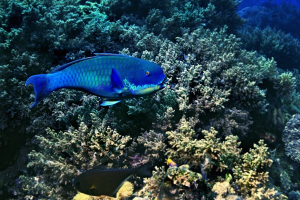 Steephead Parrotfish (Chlorurus microrhinos)