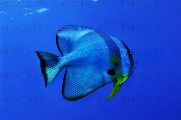 Teira batfish (Platax teira)