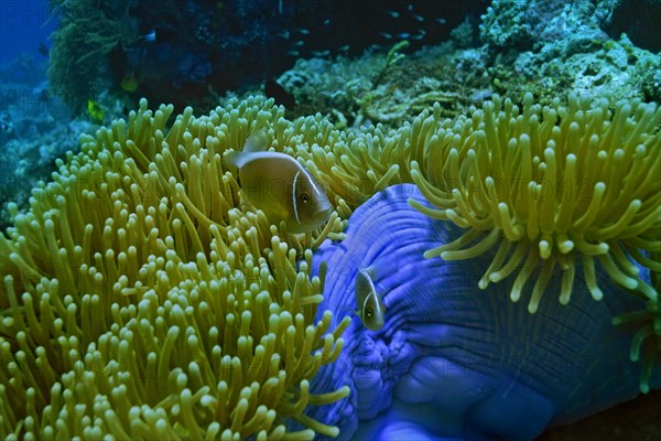 Pink Skunk Clownfish (Amphiprion perideraion) in a Magnificent Sea Anemone or Ritteri Anemone (Heteractis magnifica)