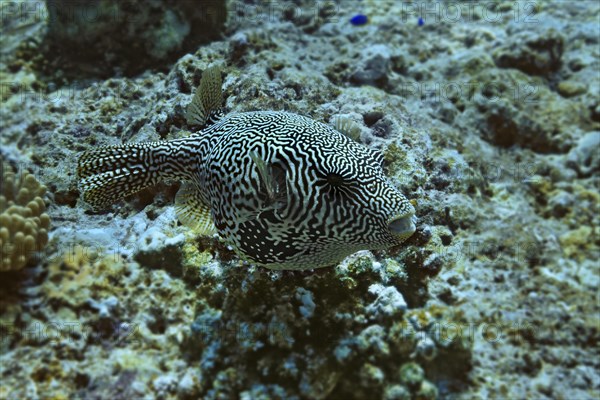 Map Puffer or Scribbled Pufferfish (Arothron mappa)