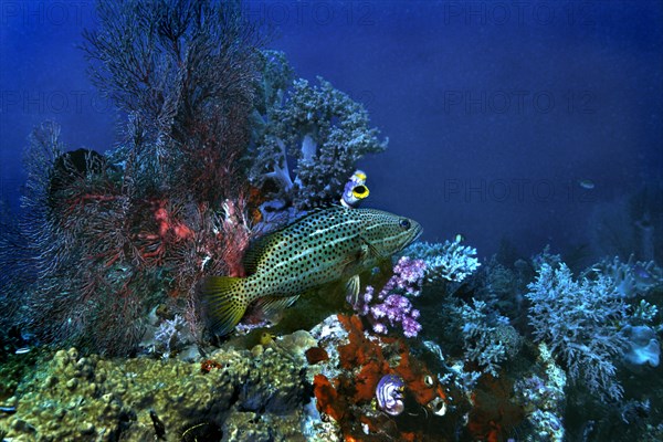 Slender Grouper (Anyperodon leucogrammicus)