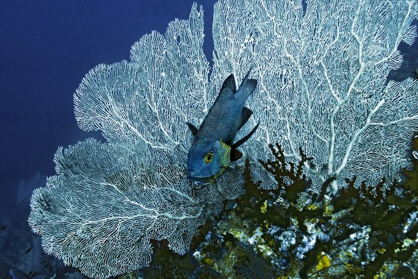 Midnight Snapper (Macolor macularis) with cleaner wrasse