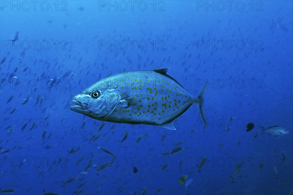 Yellowspotted Trevally (Carangoides fulvoguttatus)