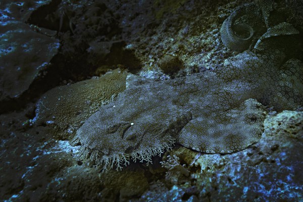 Tasselled Wobbegong (Eucrossorinus dasypogon)